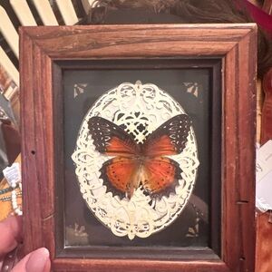 Framed Butterfly Art with Ornate Design
